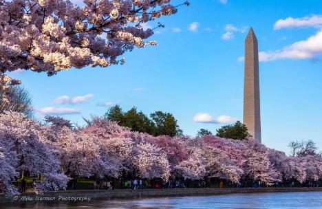 The Story of the Washington DC Cherry Blossoms 